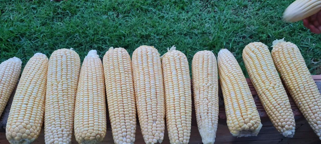 Vendo milho verde. - Foto 2