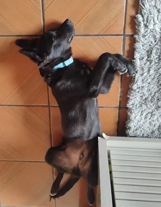 Filhote de Labrador com Golden para DOAÇÃO - Foto 2