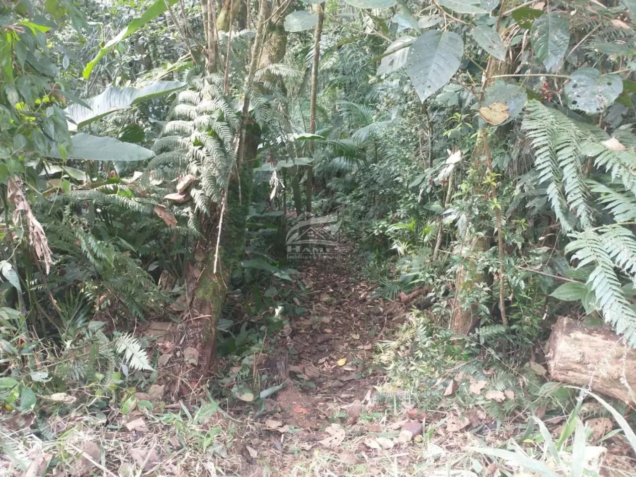 Terreno Rural para Venda em Angelina, LINHA DO CHAVES - Foto 4