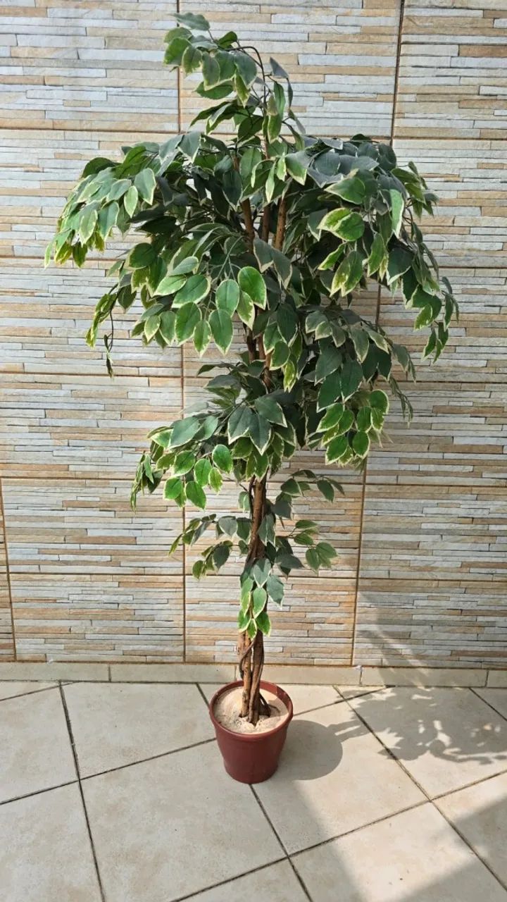 Árvore Realista Ficus Variegata Planta Com 1.70m X 60cm - Foto 2