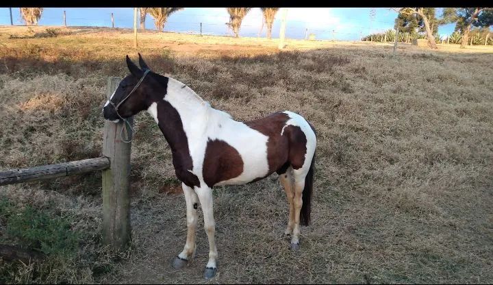 Égua pampa marcha batida domada 7 anos Léia a descrição abaixo  - Foto 5