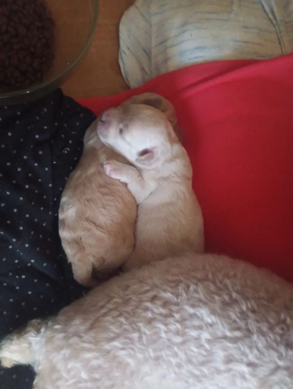 Vamos levar seu melhor amigo verdadeiro para sua casa ? - Foto 4