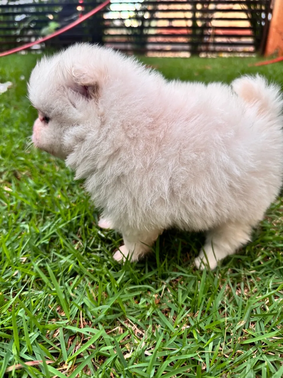 Filhote de Spitz Alemão Anão