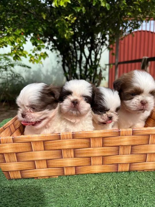 Filhotes de Shih Tzu Machos - Foto 2