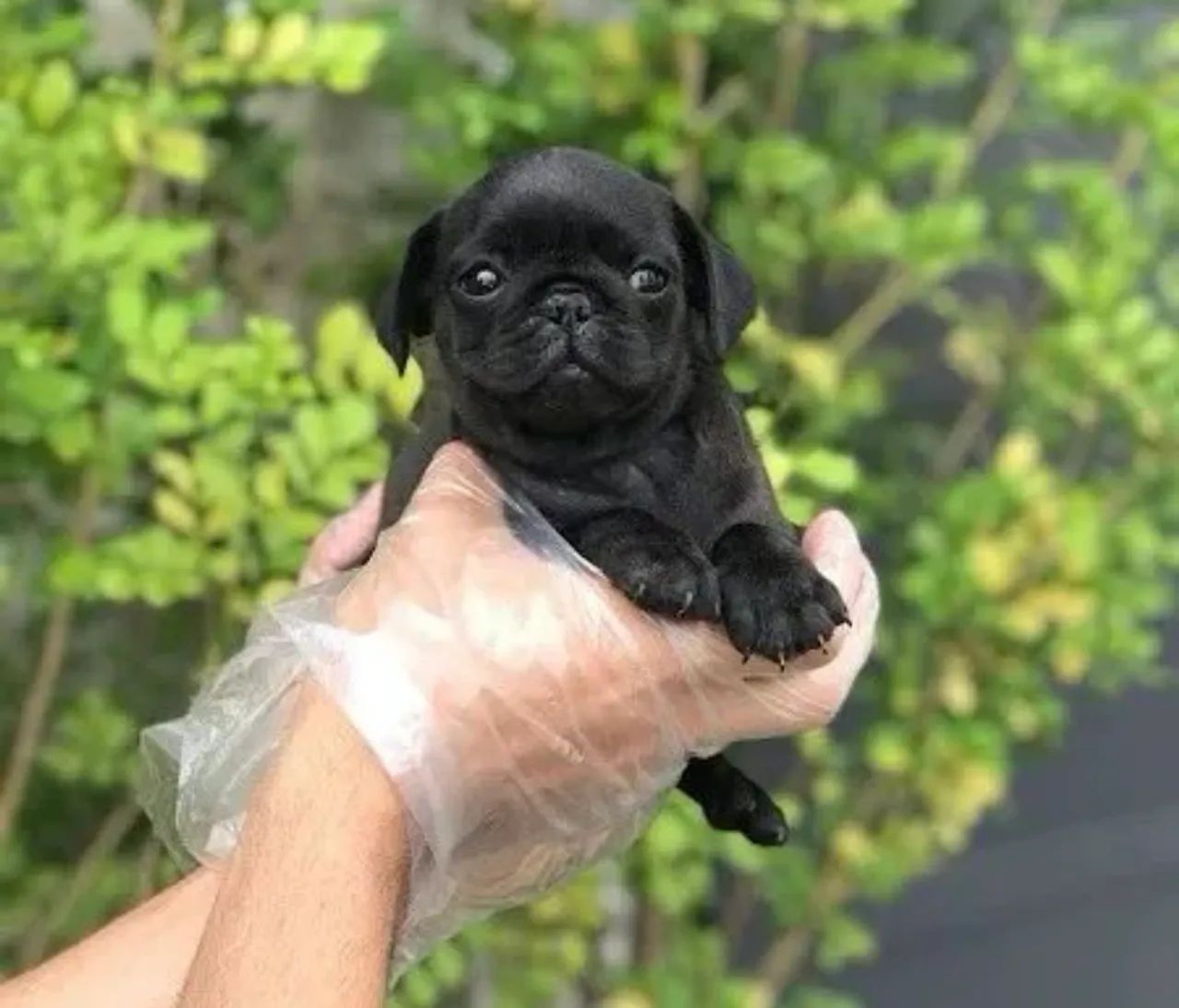 Pug filhote femea com garantia do padrão da raça 
