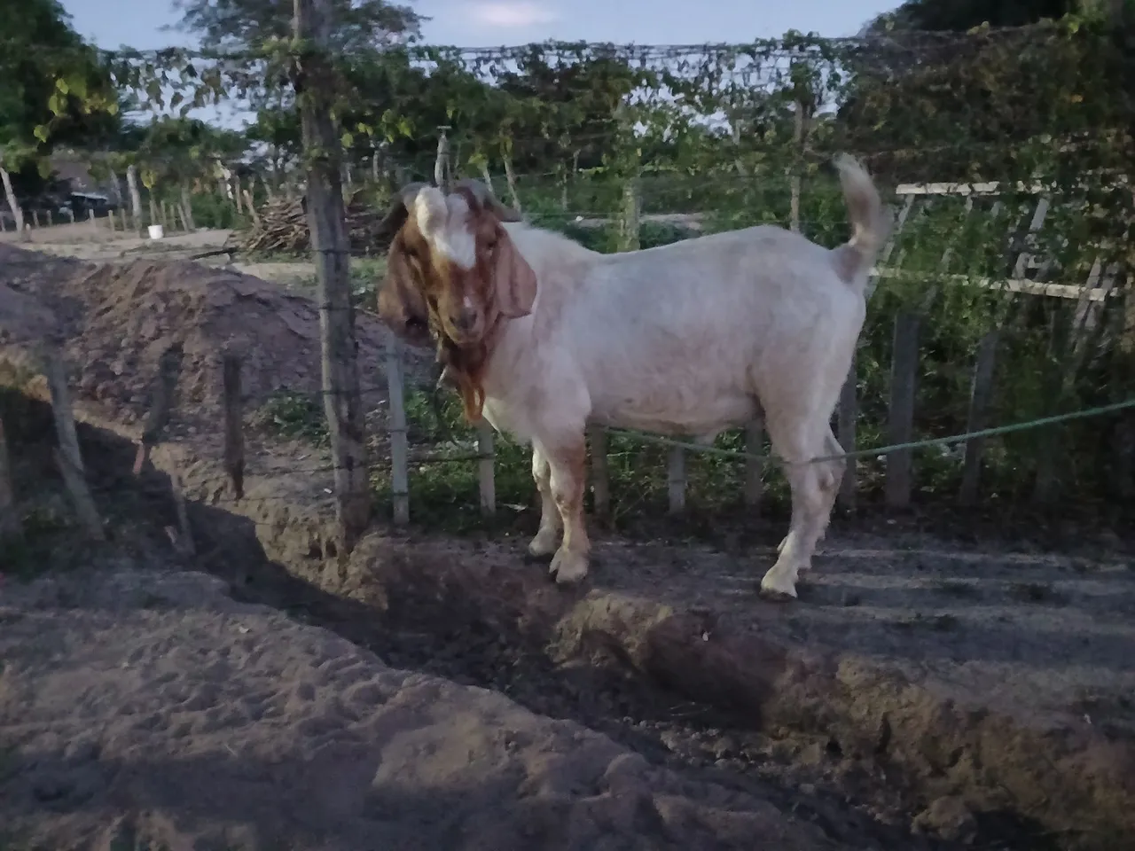 Bode boer para venda