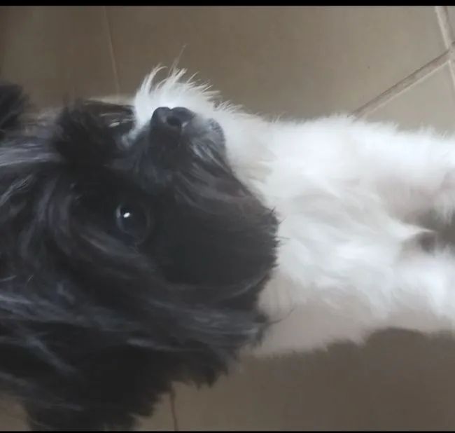 Shih Tzu fêmea  - Foto 2