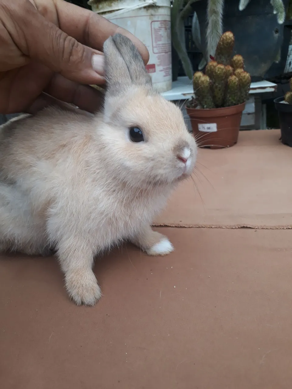 Coelho anão importado Netherland dwarf