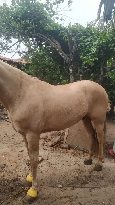 Vendo cavalo quarto de milha  - Foto 5