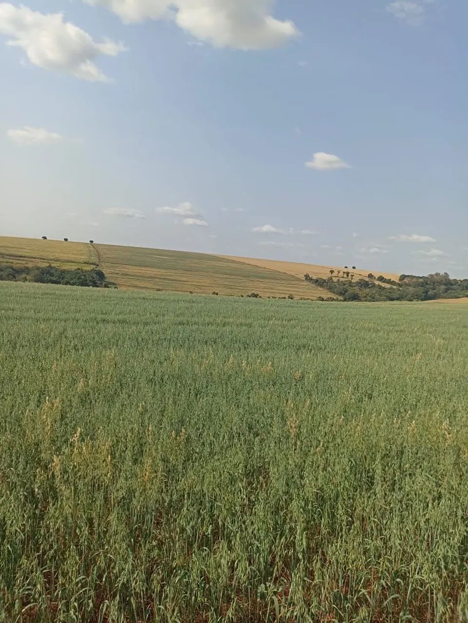 Sítio a venda  - Foto 2