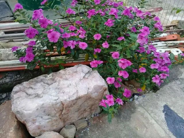 Pedra quartzo rosa bruta 50 kilo grande