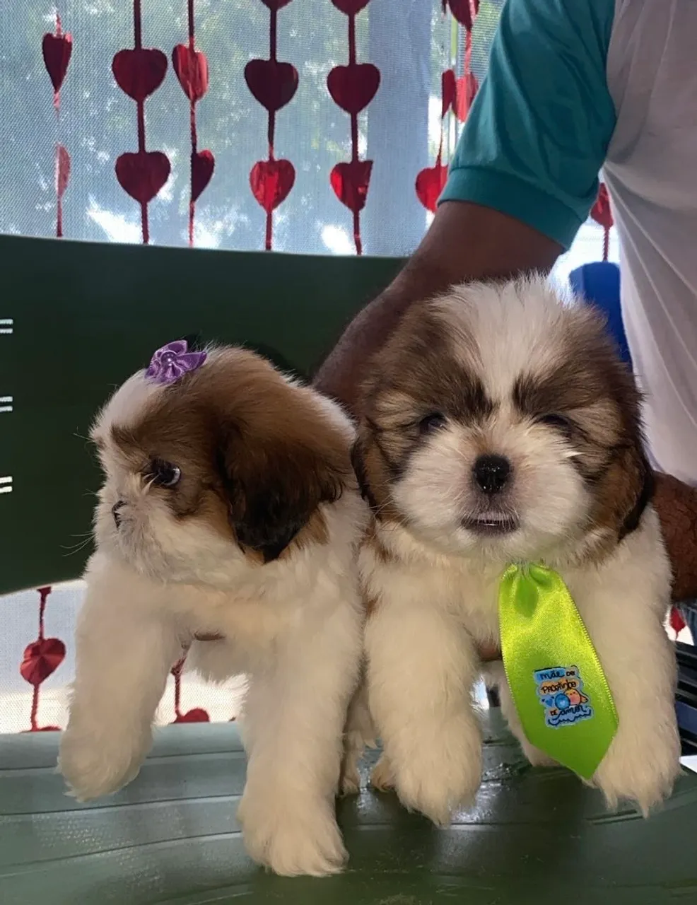 Filhotes Shih Tzu! 1 macho e 1 fêmea 
