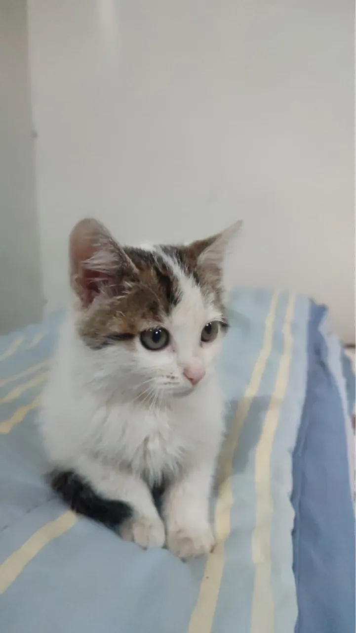 Gatinho filhote para adoção 