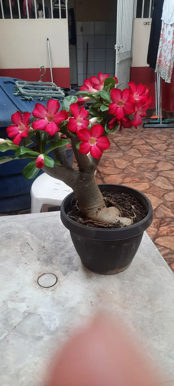 Rosa do Deserto - linda!