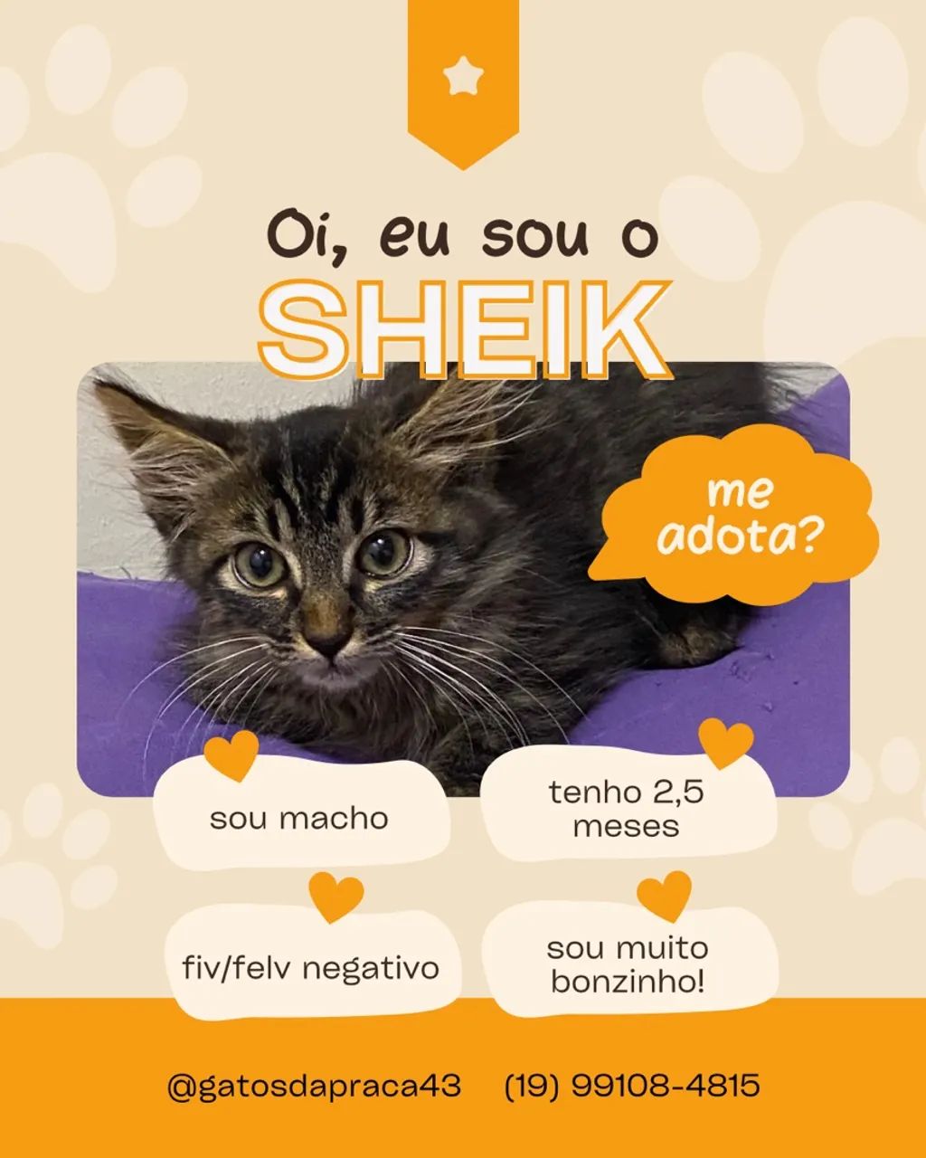 Gatinho carinhoso para adoção
