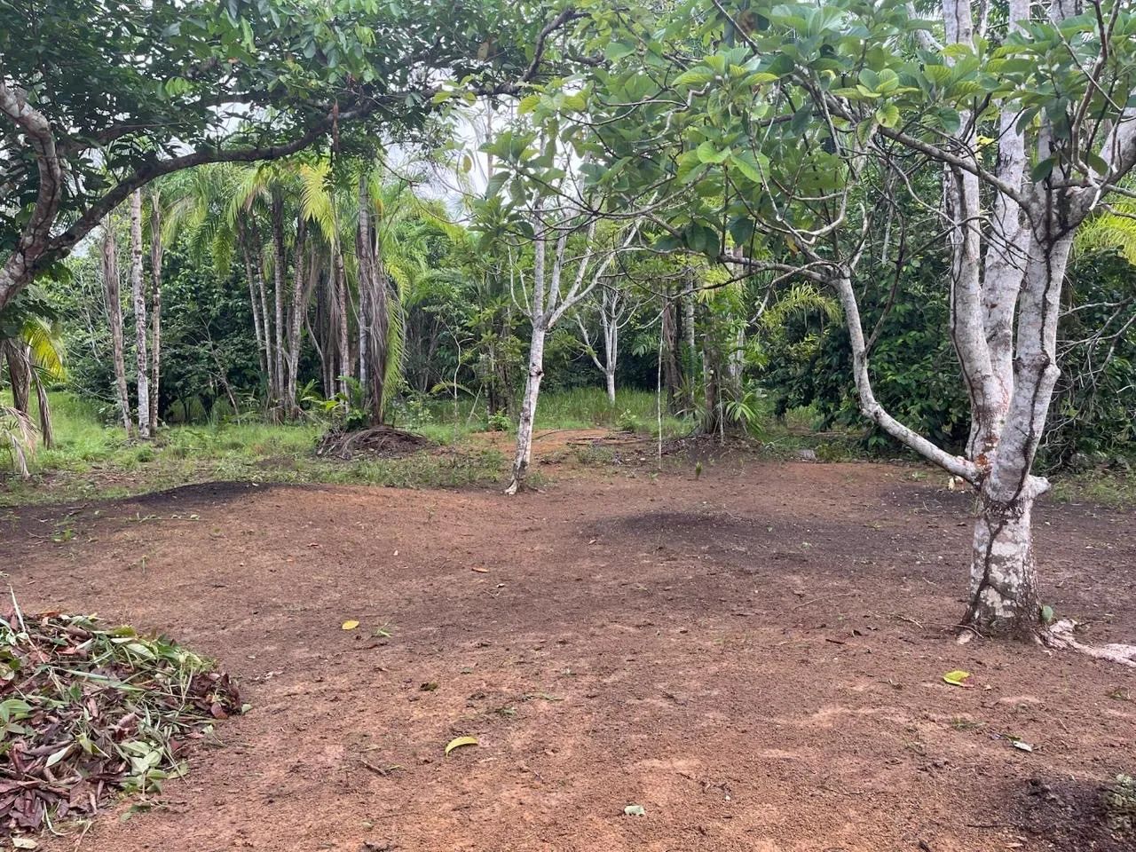 Vendo/Troco sítio no purupuru com 2 casas de madeira e garapé no quintal  - Foto 5