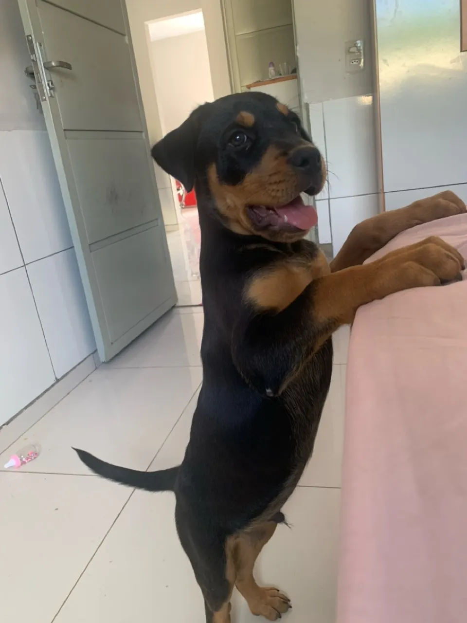 Filhote de Rottweiler