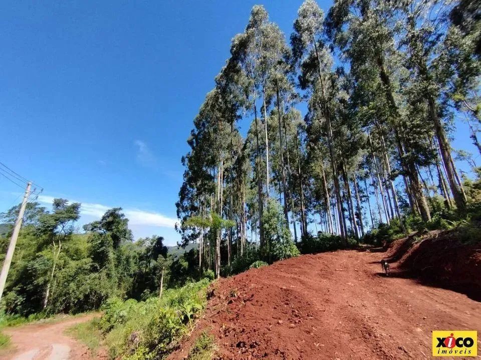 Sítio / Chácara para Venda em Nova Petrópolis, Linha Olinda - Foto 3