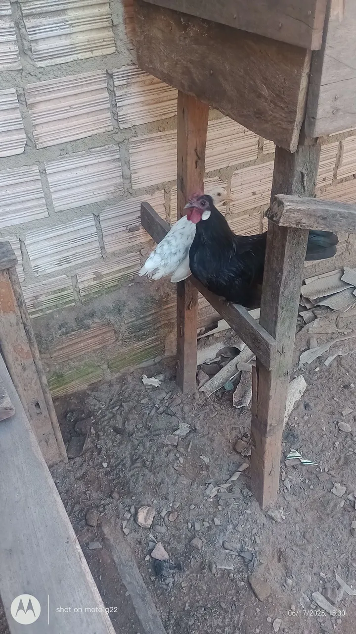 Galos e galinhas