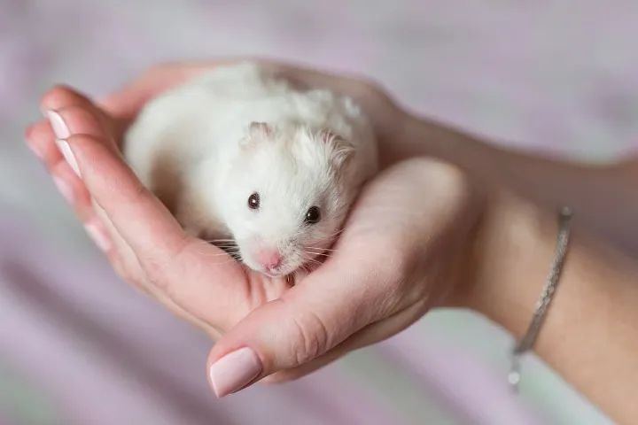 Hamster sirios - Foto 3