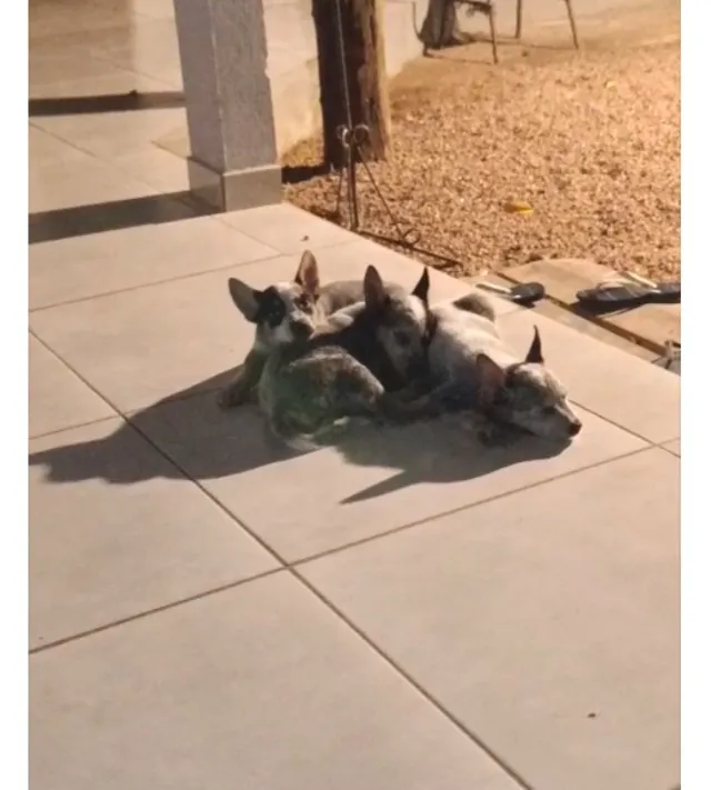 Filhotes de blue heeler (boiadeiro australiano)