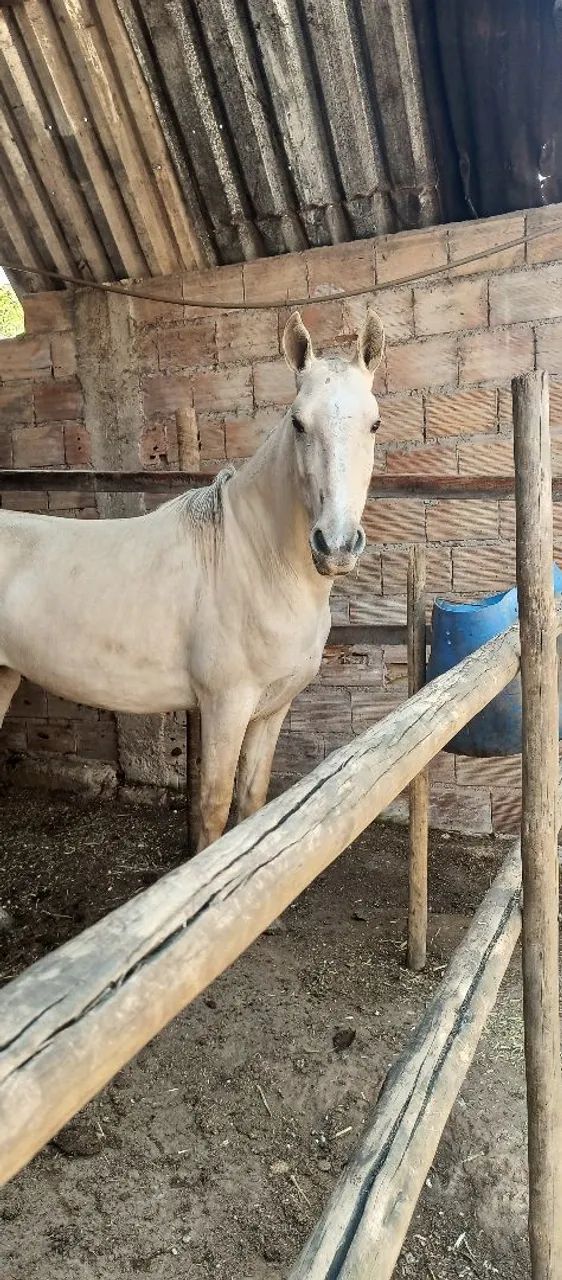 Égua Mangalarga  - Foto 6