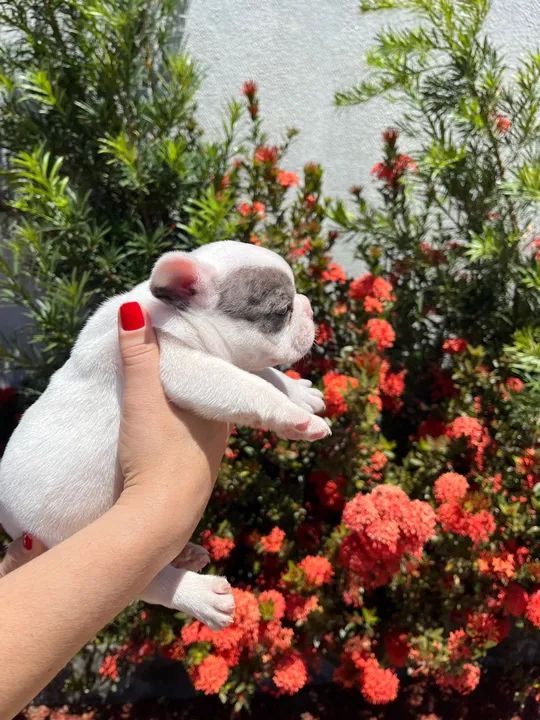 Filhote de Bulldog Francês - Olhos azuis - Foto 3