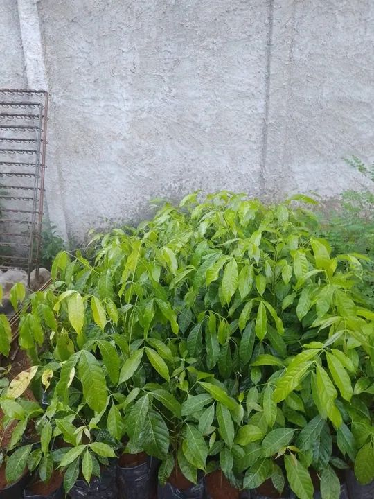 Mudas de Mogno Brasileiro - Prontas para Plantio! ? - Foto 2