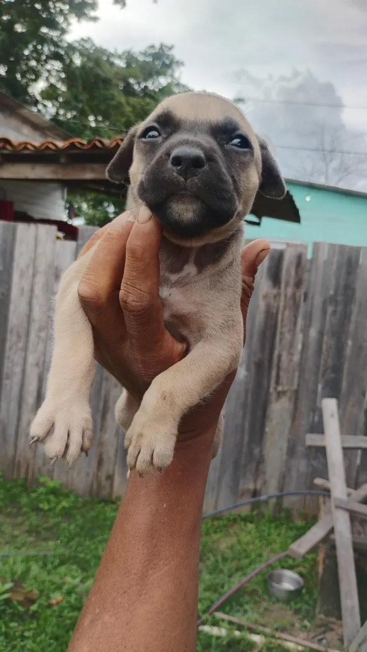 Pitbull 
