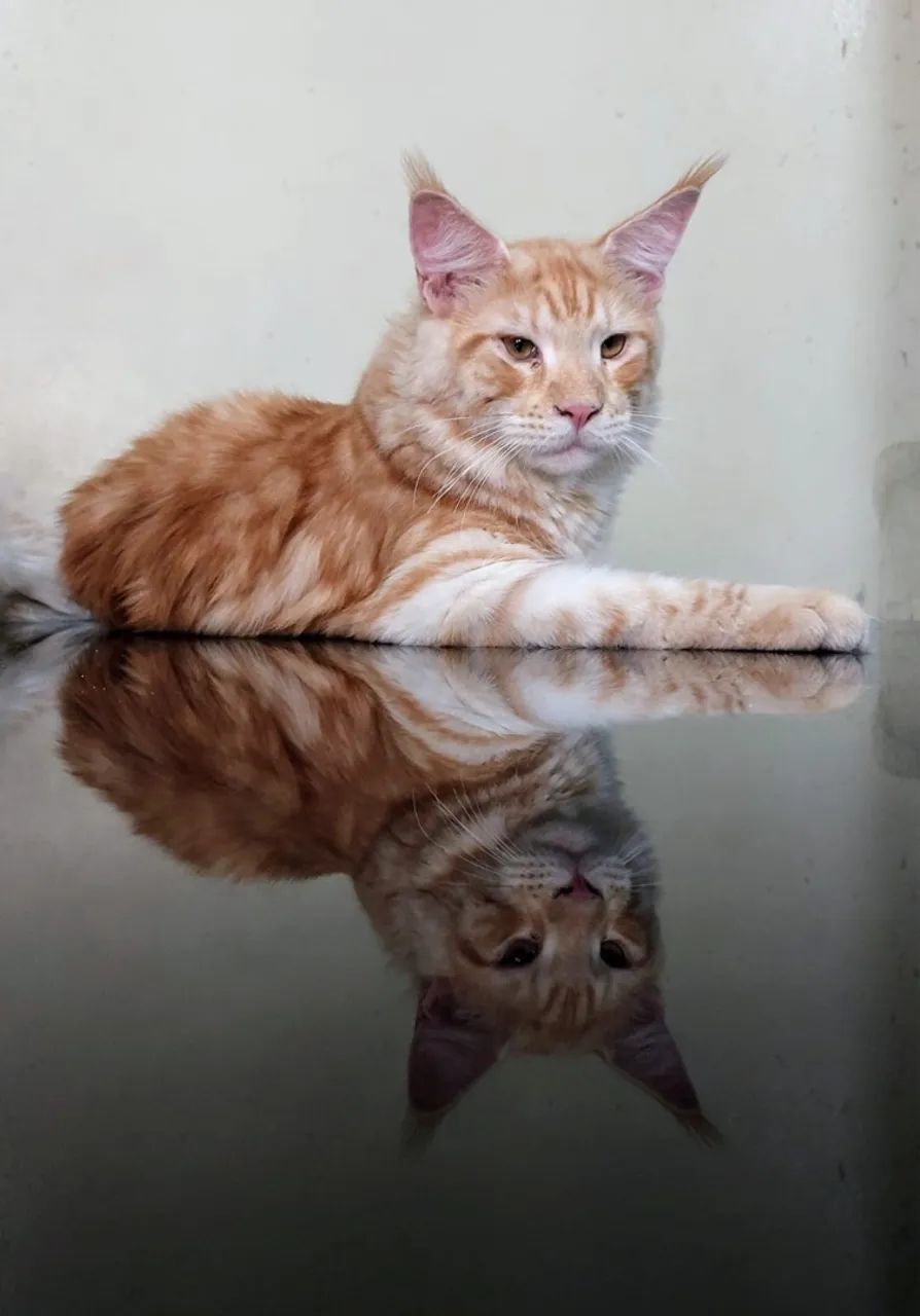 Gato Maine Coon - Filhote Macho - Foto 2