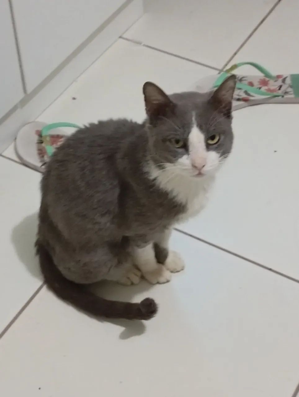 doação de gatinho urgente!