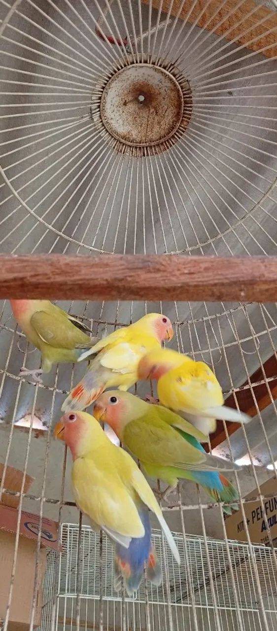 Acessório e gaiolas - Foto 2