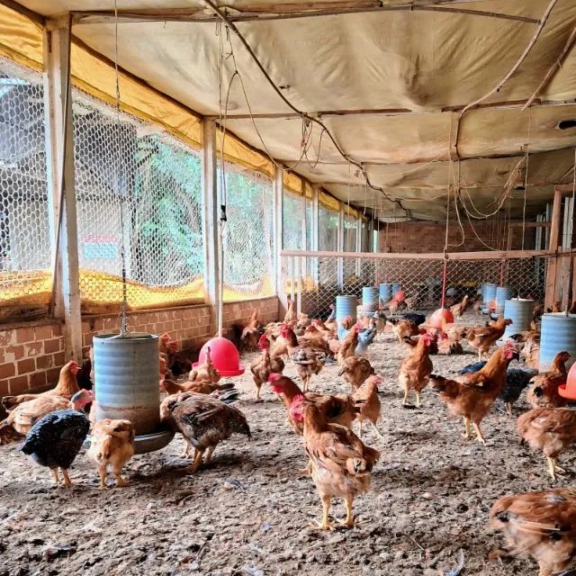 Frango / galinha caipira vivo - Foto 2