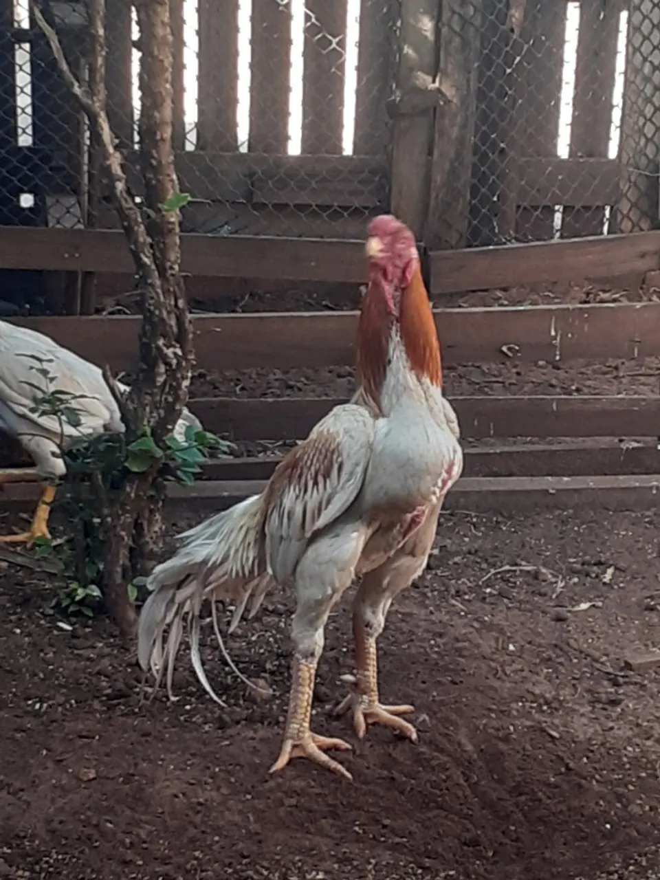 Agropet