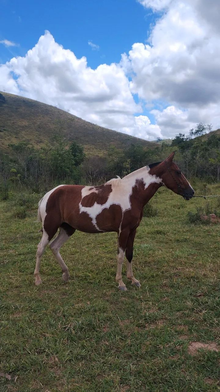 Égua Piquira pampa de marcha picada  - Foto 4