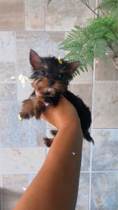 Yorkshire Micrinhos Fêmeas e machos Leia! Aceito cartão  - Foto 4