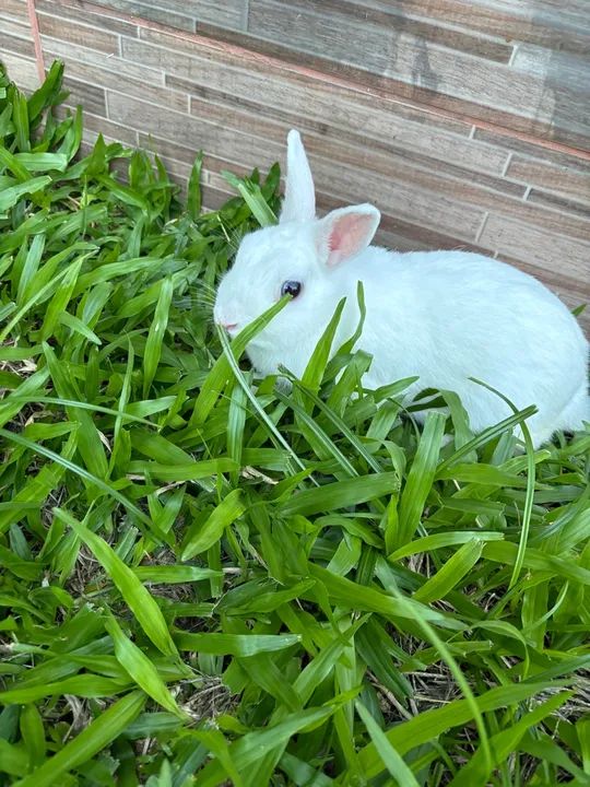 Coelho branco fêmea - Foto 5
