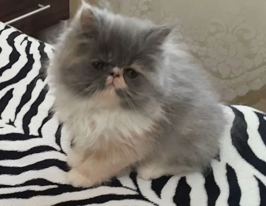 GATINHA PERSA TRICOLOR