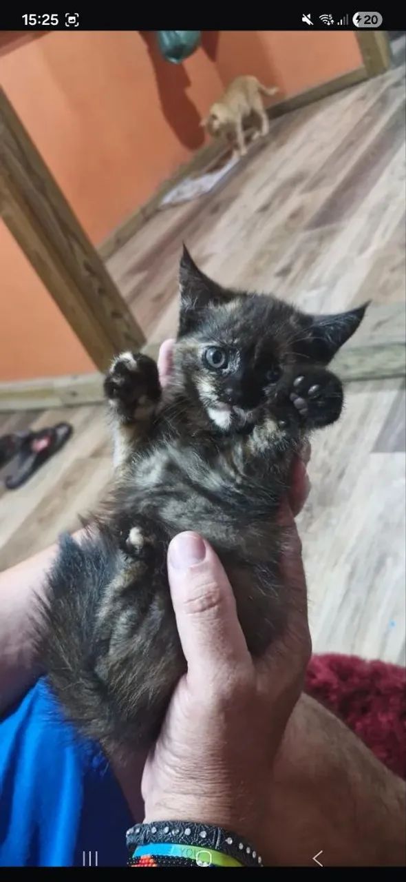 Doação gato - Foto 5