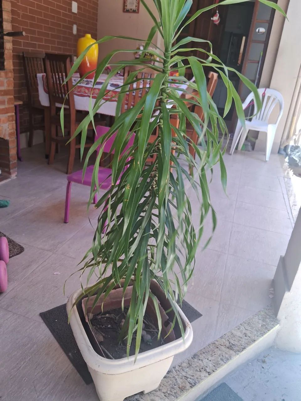Planta no vaso