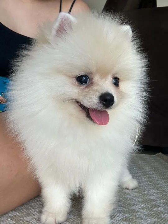 Filhote spitz alemão fêmea  - Foto 5