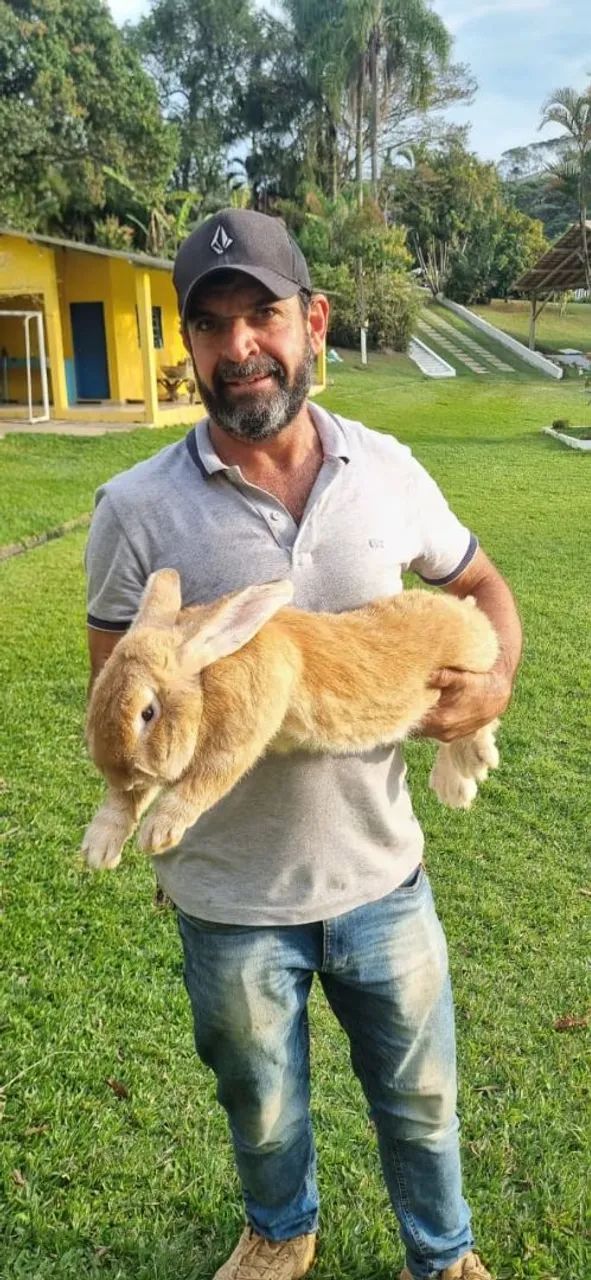 Coelho gigante de flandres - Foto 5