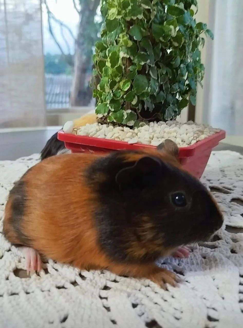 Porquinha da Índia  - Foto 2