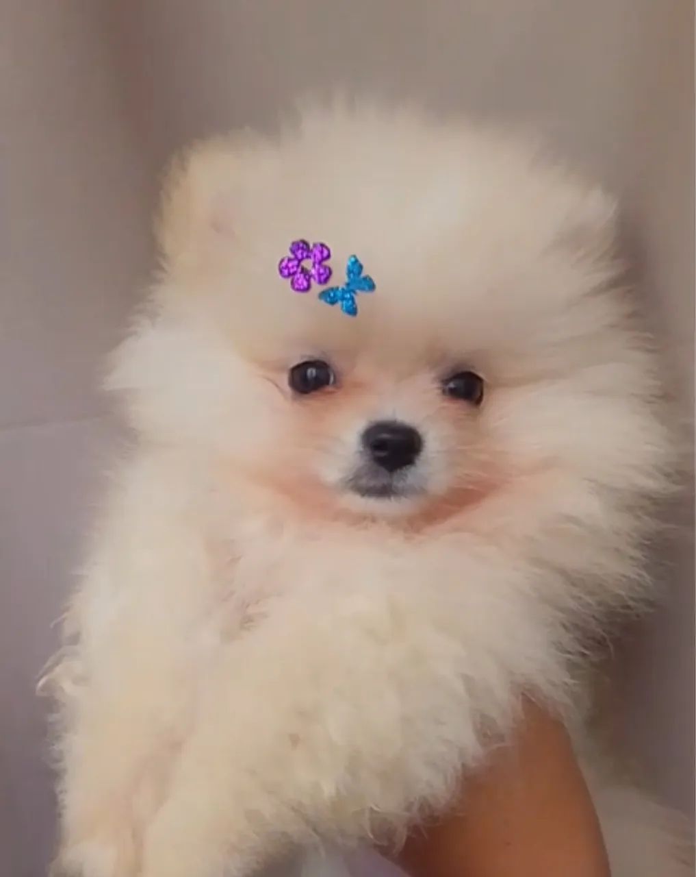 Spitz alemão fêmea  - Foto 2