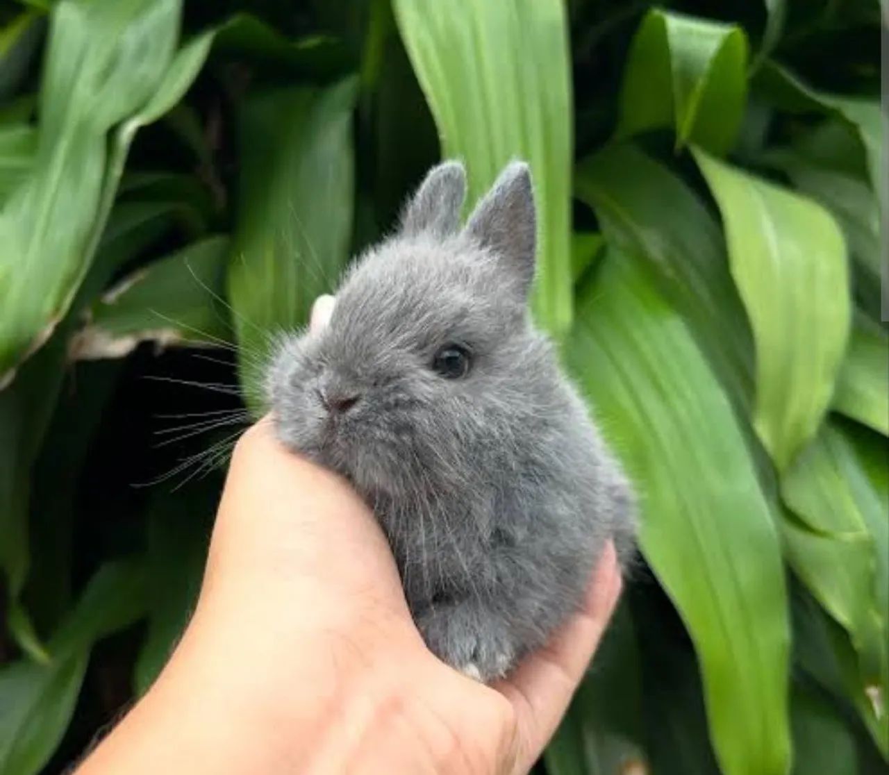Coelho gigante de flandes casal reprodutor ? - Foto 6