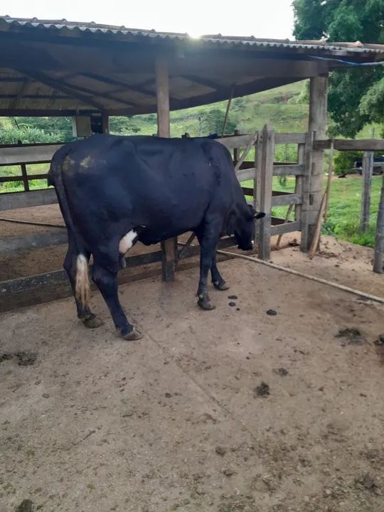Vaca leiteira   - Foto 4