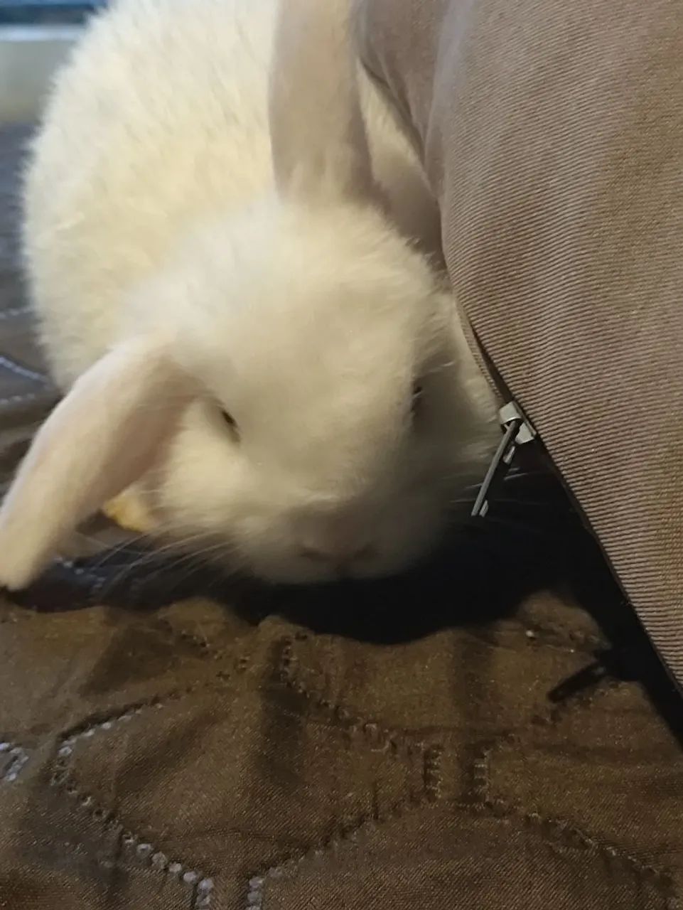 Mini Coelho - Raça Pura (Mini Lop e Netherland Dwarf) dócil - Foto 3