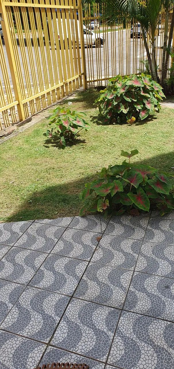 Jardinagem  - Foto 4