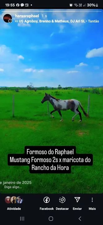 Potro Mangalarga Marchador Registrado