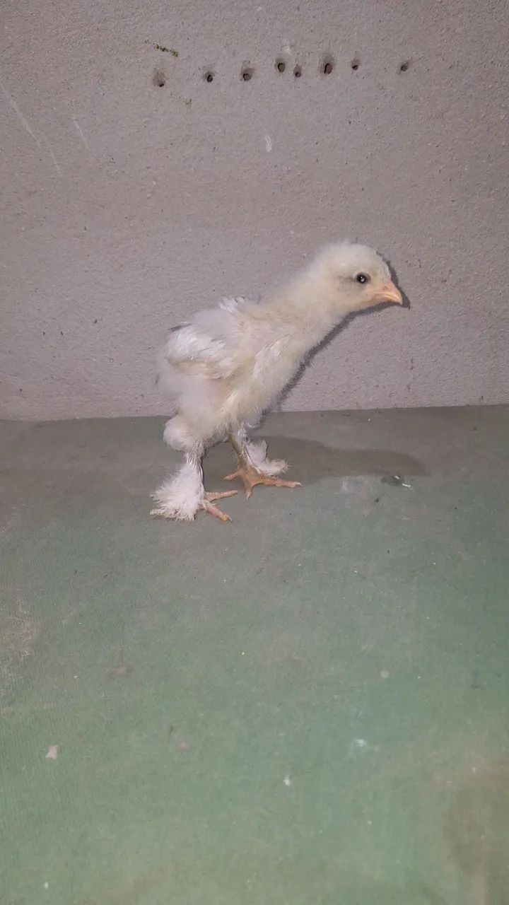 Pintinhos brahma - Foto 4